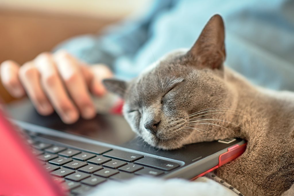 Cat leaning head on keyboard of someone working