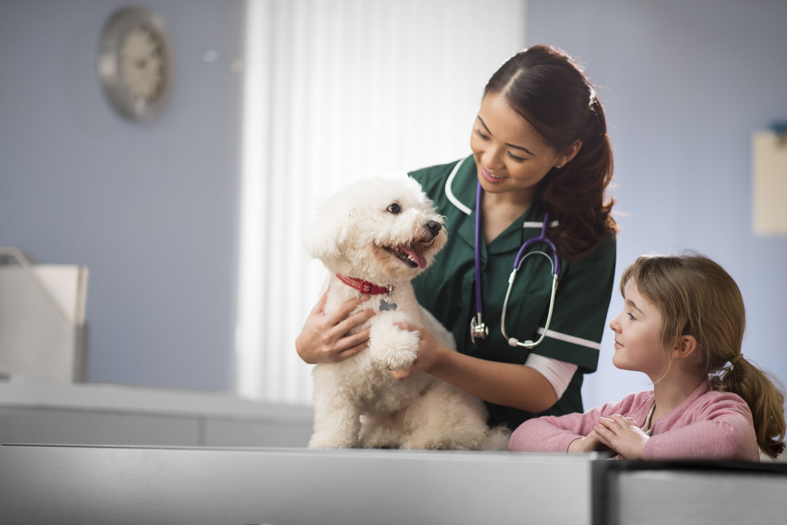 a little girl watches as her bichon frise is checked over at the examination table of an animal hospital . The female vet is looking at the dog's paw and explaining to the little girl that the pet will be fine.